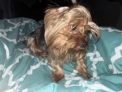 Lost Female Dog last seen Merrill avenue & hemlock avenue, Fontana, CA 92335