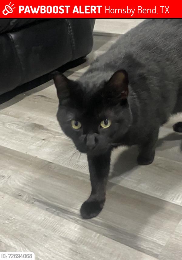 Lost Male Cat last seen Parrish lane and Halloday, Hornsby Bend , Hornsby Bend, TX 78725