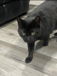 Lost Male Cat last seen Parrish lane and Halloday, Hornsby Bend , Hornsby Bend, TX 78725