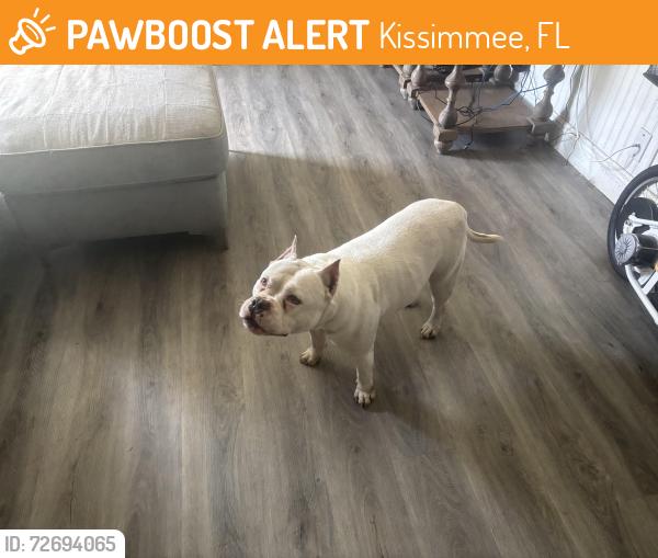 Found/Stray Female Dog last seen Helen ave Kissimmee Florida 34746, Kissimmee, FL 34746