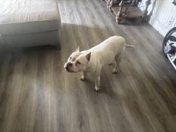 Found/Stray Female Dog last seen Helen ave Kissimmee Florida 34746, Kissimmee, FL 34746