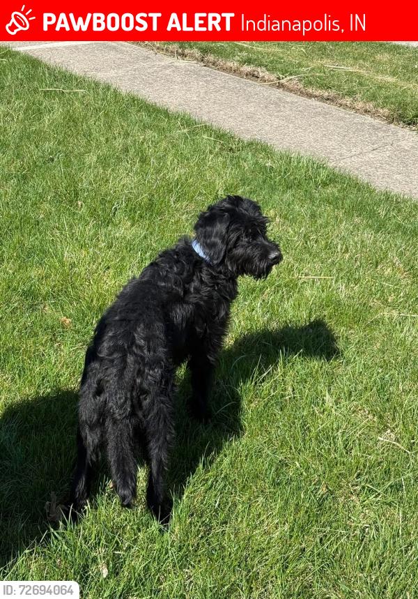 Lost Male Dog last seen Near Aurie Dr Indianápolis, IN  46219 Estados Unidos, Indianapolis, IN 46219