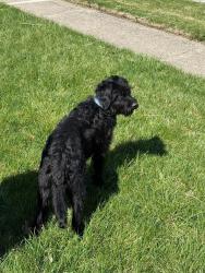 Lost Male Dog last seen Near Aurie Dr Indianápolis, IN  46219 Estados Unidos, Indianapolis, IN 46219