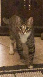 Lost Male Cat last seen Houser and Panama , Modesto, CA 95351
