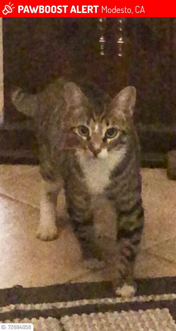 Lost Male Cat last seen Houser and Panama , Modesto, CA 95351
