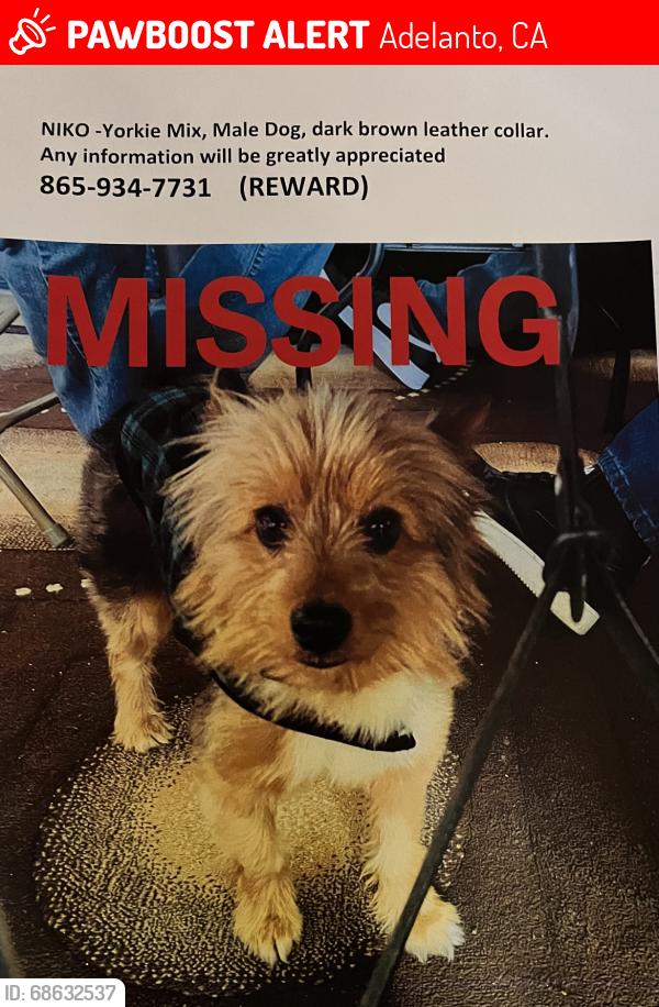 Lost Male Dog last seen Palmdale rd adelanto CA, Adelanto, CA 92301