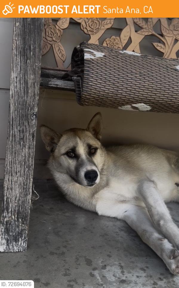 Found/Stray Male Dog last seen Near S Flower St, Santa Ana, CA 92707