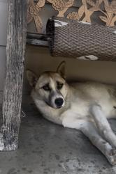 Found/Stray Male Dog last seen Near S Flower St, Santa Ana, CA 92707