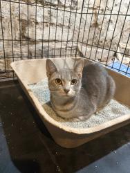 Found/Stray Unknown Cat last seen Near 777 South State St, Chicago, IL 60605