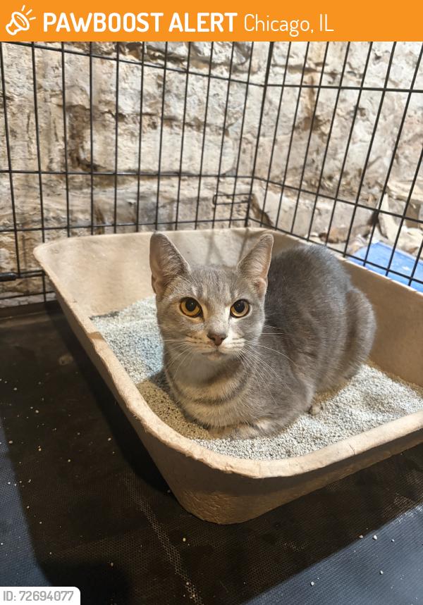 Found/Stray Unknown Cat last seen Near 777 South State St, Chicago, IL 60605