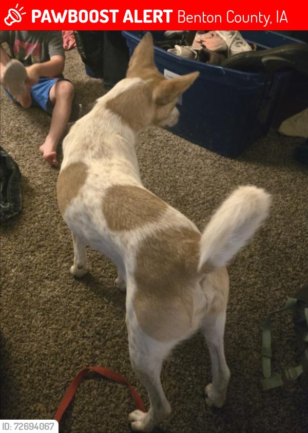 Lost Male Dog last seen 54th st trl urbana iowa , Benton County, IA 52213