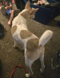 Lost Male Dog last seen 54th st trl urbana iowa , Benton County, IA 52213