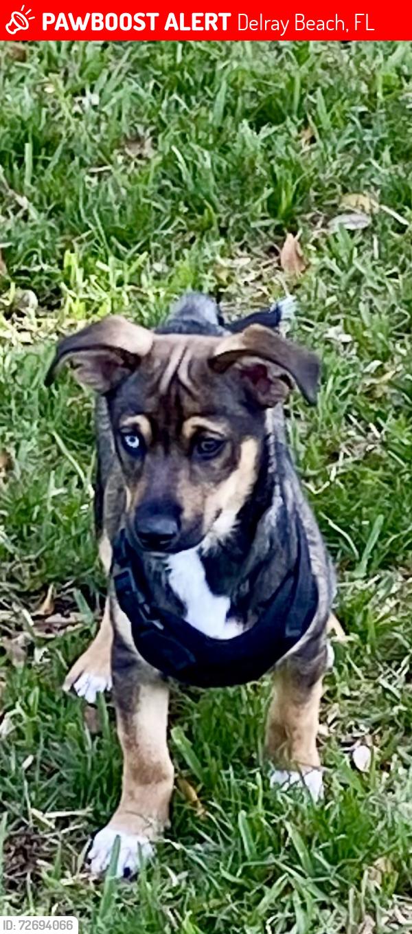 Lost Male Dog last seen Atlantic and .Military , Delray Beach, FL 33447