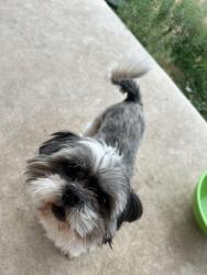 Lost Male Dog last seen Wisper Fall subdivision, San Antonio, TX 78252