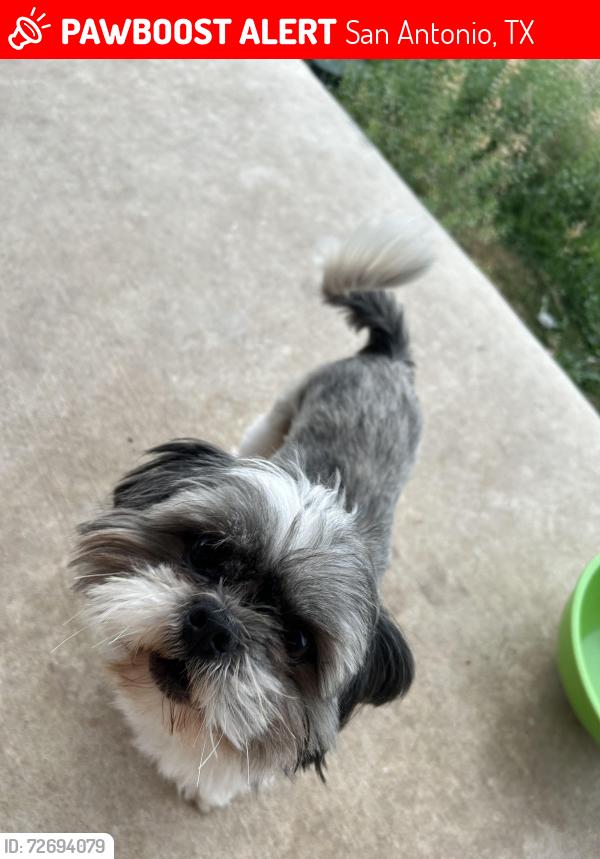 Lost Male Dog last seen Wisper Fall subdivision, San Antonio, TX 78252