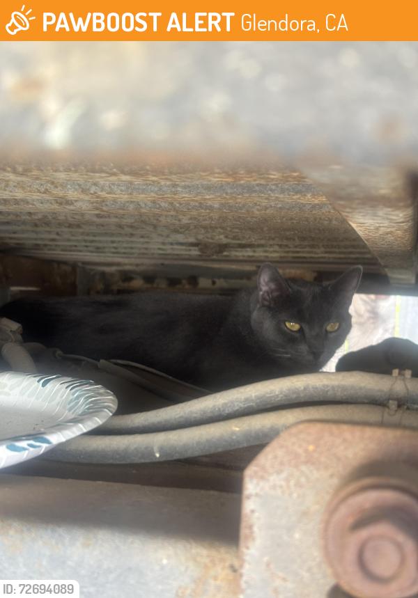 Found/Stray Unknown Cat last seen Route 66, Glendora, CA 91740