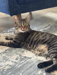 Lost Male Cat last seen boomers, Vista, CA 92083