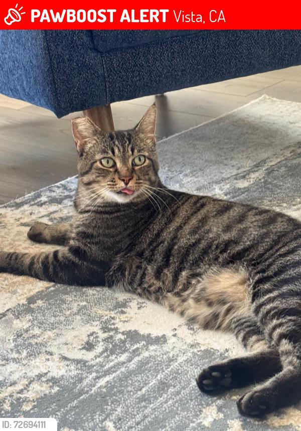 Lost Male Cat last seen boomers, Vista, CA 92083