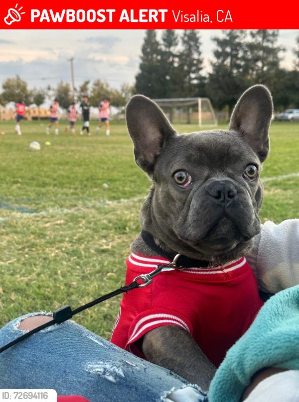 Lost Male Dog last seen Packwood and kaldwell , Visalia, CA 93277