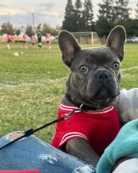 Lost Male Dog last seen Packwood and kaldwell , Visalia, CA 93277
