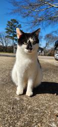 Lost Female Cat last seen Jean drive road, Clay, AL 35126