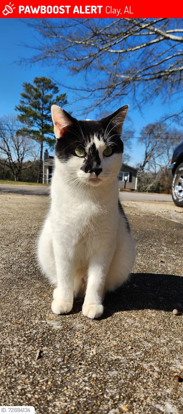 Lost Female Cat last seen Jean drive road, Clay, AL 35126