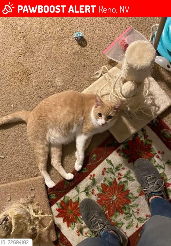 Lost Male Cat last seen Beckwourth and Golden Highlands Ct, Reno, NV 89506