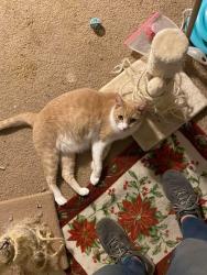 Lost Male Cat last seen Beckwourth and Golden Highlands Ct, Reno, NV 89506