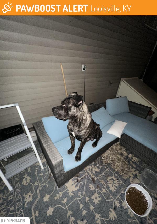 Found/Stray Male Dog last seen At the corner of Barret Ave. and Morton Ave, Louisville, KY 40204