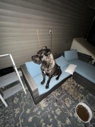 Found/Stray Male Dog last seen At the corner of Barret Ave. and Morton Ave, Louisville, KY 40204