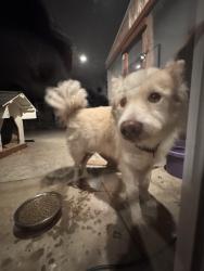 Lost Male Dog last seen St. George st, spring valley , Spring Valley, CA 91977