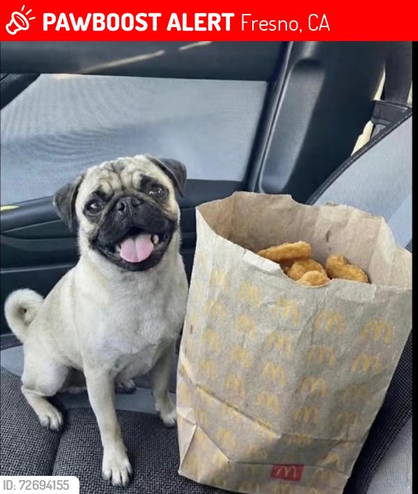 Lost Male Dog last seen Olive ave, Fresno, CA 93701