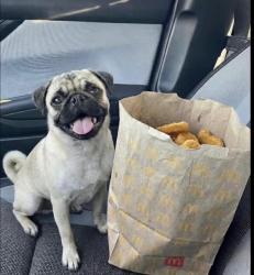 Lost Male Dog last seen Olive ave, Fresno, CA 93701