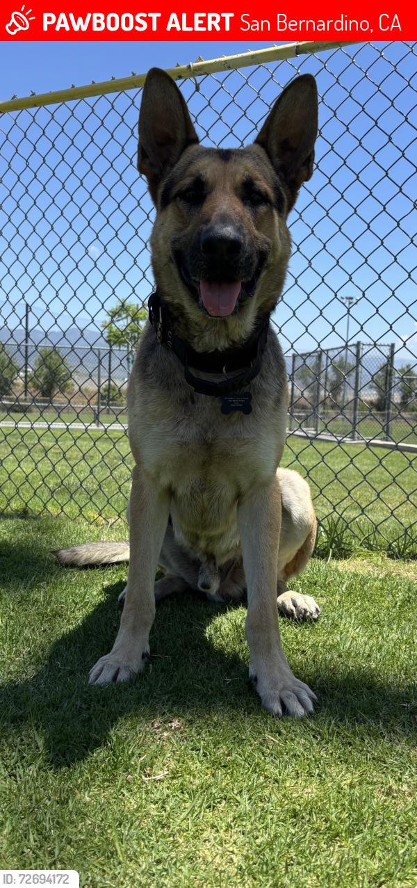 Lost Male Dog last seen 5th st and mt Vernon , San Bernardino, CA 92411