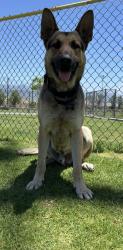 Lost Male Dog last seen 5th st and mt Vernon , San Bernardino, CA 92411