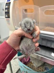 Shelter Stray Female Cat last seen Near Elmwood Avenue, 64132, MO, Kansas City, MO 64132