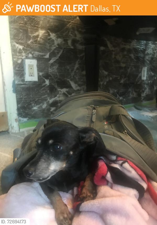 Found/Stray Male Dog last seen Rugged Dr. By Pentagon and 5 mile creek , Dallas, TX 75224