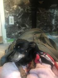 Found/Stray Male Dog last seen Rugged Dr. By Pentagon and 5 mile creek , Dallas, TX 75224