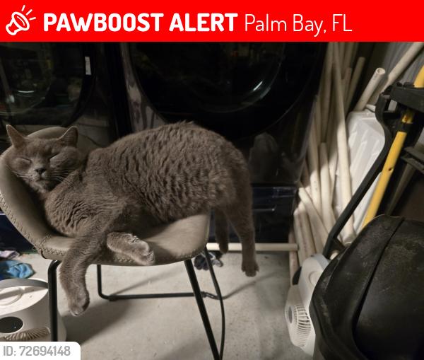 Lost Male Cat last seen Garvey Rd. and Jupiter Blv. Palm Bay, Palm Bay, FL 32908