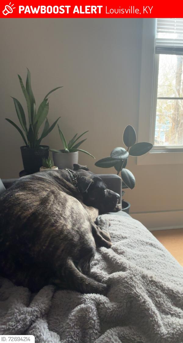 Lost Male Dog last seen Near Brent st, Louisville, KY 40204