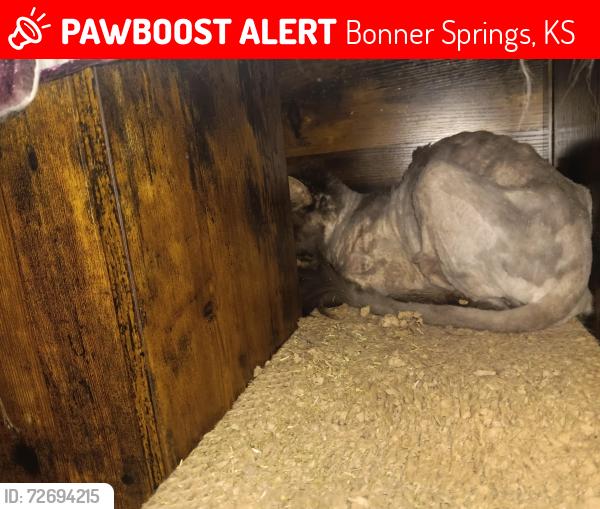 Lost Male Cat last seen Between burns and morse, Bonner Springs, KS 66012