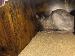 Lost Male Cat last seen Between burns and morse, Bonner Springs, KS 66012