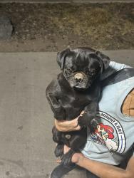 Found/Stray Male Dog last seen Central and old coors, Albuquerque, NM 87105