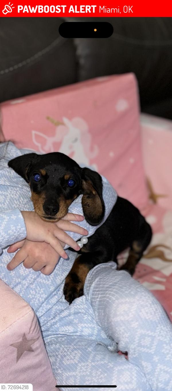 Lost Female Dog last seen Wilson Elementary School, Miami, OK 74354