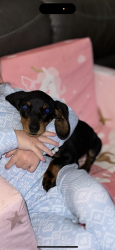 Lost Female Dog last seen Wilson Elementary School, Miami, OK 74354