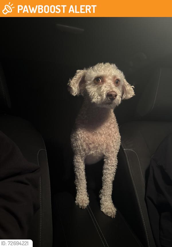 Found/Stray Male Dog last seen McClellan, Hamilton Township, NJ 08610