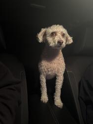 Found/Stray Male Dog last seen McClellan, Hamilton Township, NJ 08610