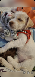 Lost Female Dog last seen Near HWY //  /Ft.Bragg  NC. Recreation Park // Springlake NC., Fort Bragg, NC 28307
