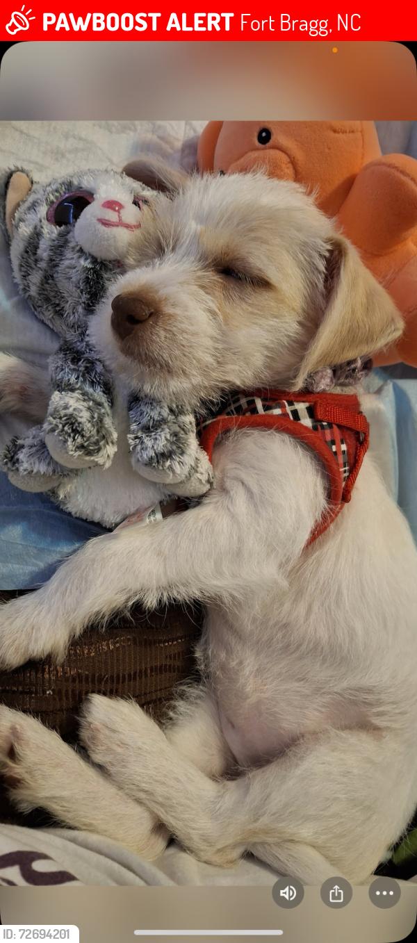 Lost Female Dog last seen Near HWY //  /Ft.Bragg  NC. Recreation Park // Springlake NC., Fort Bragg, NC 28307