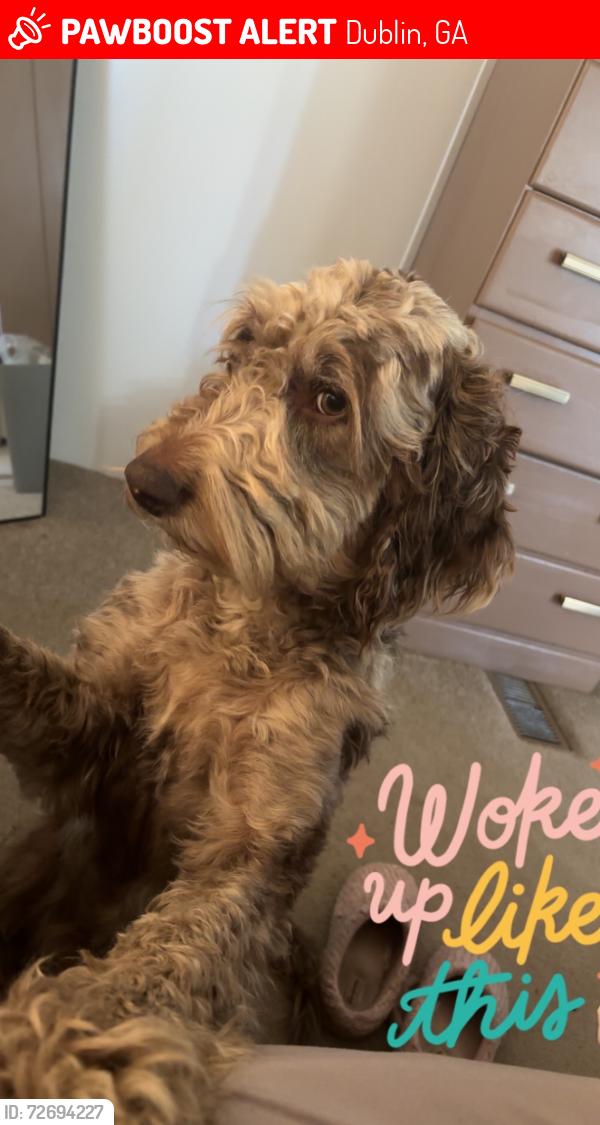 Lost Male Dog last seen snellbridge rd, Dublin, GA 31027